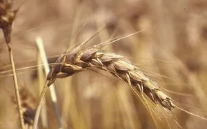 Fibre Crusca Fibre Crusca