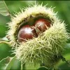 castagne