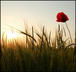 Grano e Papaveri - tra le Ultime domeniche felici con mia madre maria