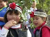 mapuche mapuche